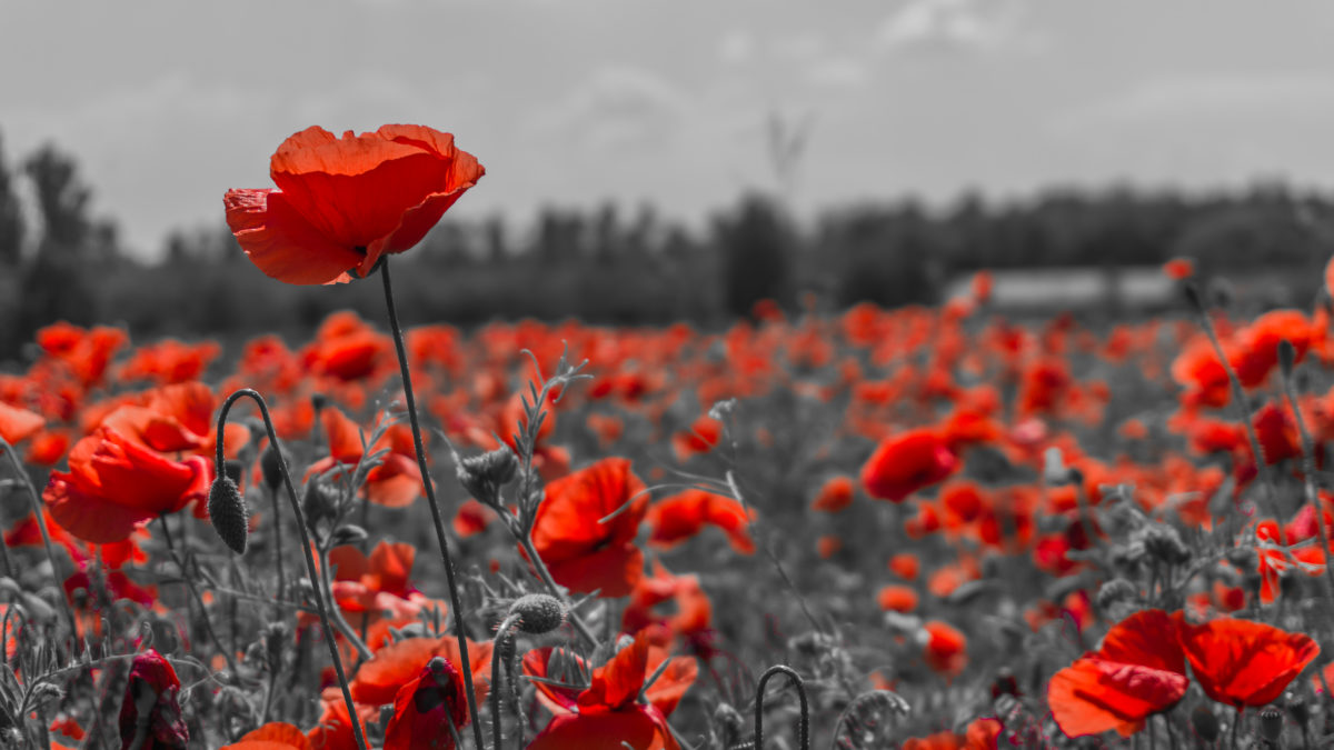 Remembrance Day